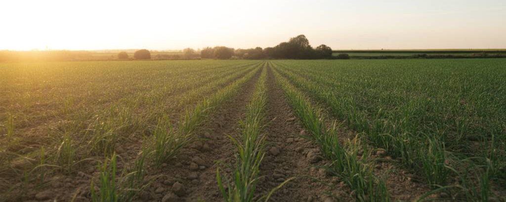 Pollution des sols agricoles : impacts des pesticides et stratégies de remédiation durable