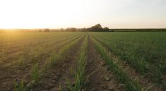 Pollution des sols agricoles : impacts des pesticides et stratégies de remédiation durable