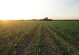 Pollution des sols agricoles : impacts des pesticides et stratégies de remédiation durable